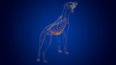 Tıbbi Konsept için Kostal Kıkırdak Kemik Köpek İskeleti Anatomisi 3 boyutlu İllüstrasyon