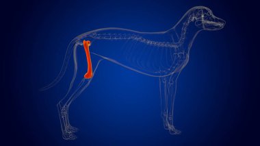 Uyluk Kemikleri İskelet Anatomisi Tıbbi Konsept 3 boyutlu Görüntü