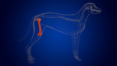 Femur Bones Dog skeleton Anatomy For Medical Concept 3D Illustration clipart