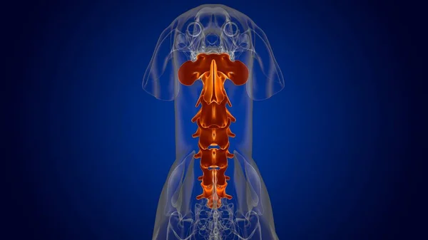 Cervical Vertebrae Bones Dog skeleton Anatomy For Medical Concept 3D Illustration