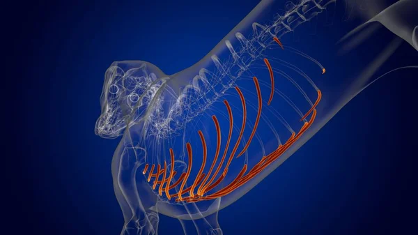 Costal Cartilage Bones Dog skeleton Anatomy For Medical Concept 3D Illustration