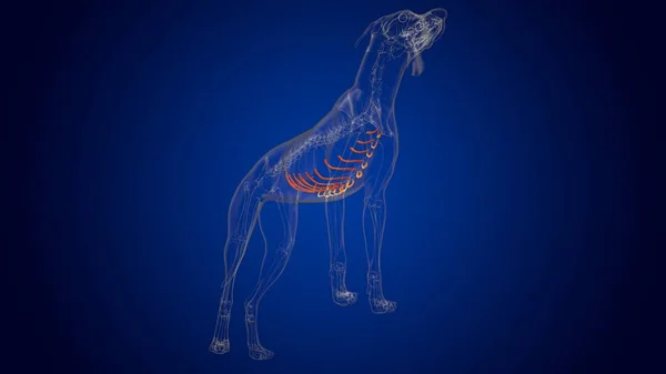 Anatomia Esqueleto Esqueleto Cão Dos Ossos Cartilagem Costal Para Ilustração — Fotografia de Stock