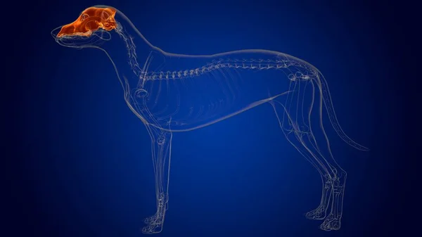 Cranium Bones Dog skeleton Anatomy For Medical Concept 3D Illustration