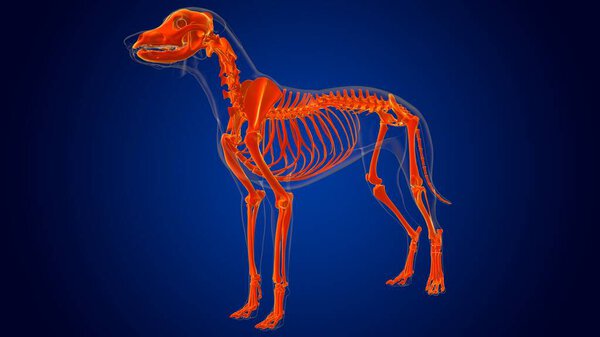 Dog skeleton Anatomy For Medical Concept 3D Illustration