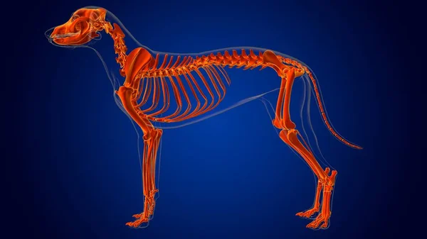 Anatomía Del Esqueleto Del Perro Para Ilustración Del Concepto Médico — Foto de Stock