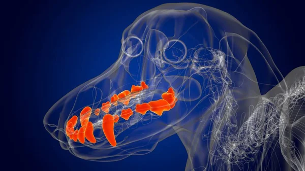 Dog upper teeth Anatomy For Medical Concept 3D Illustration