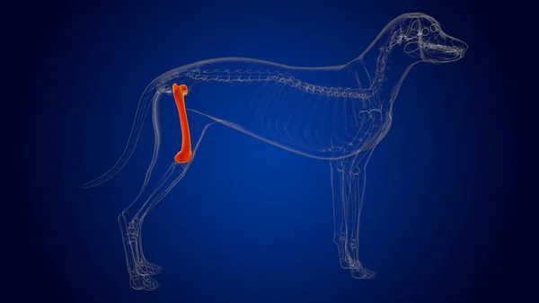 Femur Bones Dog skeleton Anatomy For Medical Concept 3D Illustration