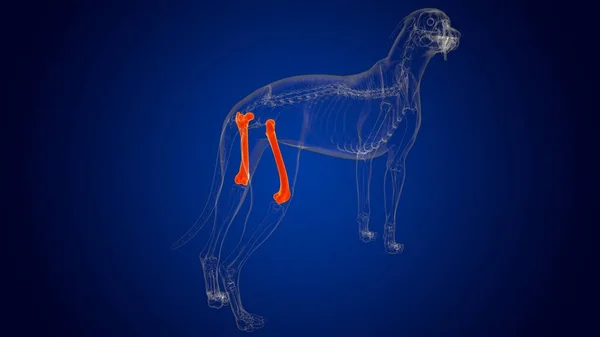Femur Bones Dog skeleton Anatomy For Medical Concept 3D Illustration
