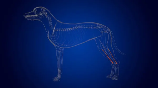 Fibula Bones Dog skeleton Anatomy For Medical Concept 3D Illustration