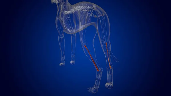 Anatomía Esquelética Del Esqueleto Del Perro Los Huesos Fibula Para — Foto de Stock