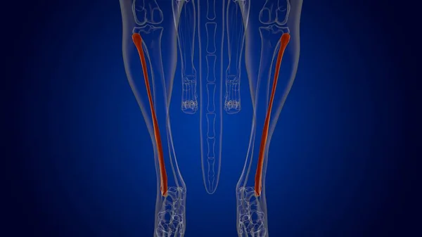 Ανατομία Σκελετού Fibula Bones Dog Medical Concept Εικονογράφηση — Φωτογραφία Αρχείου