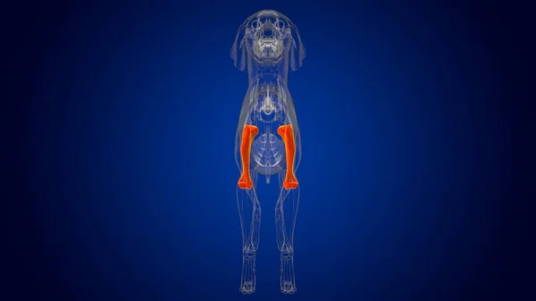 人間の骨犬の骨格解剖学 3Dイラスト — ストック写真