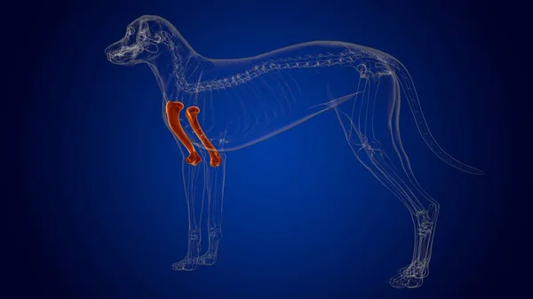 Anatomia Esqueleto Cão Dos Ossos Úmero Para Ilustração Médica Conceito — Fotografia de Stock
