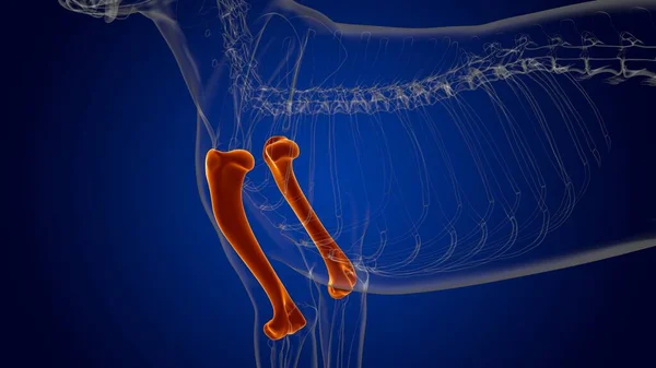 Humerus Bones Dog skeleton Anatomy For Medical Concept 3D Illustration