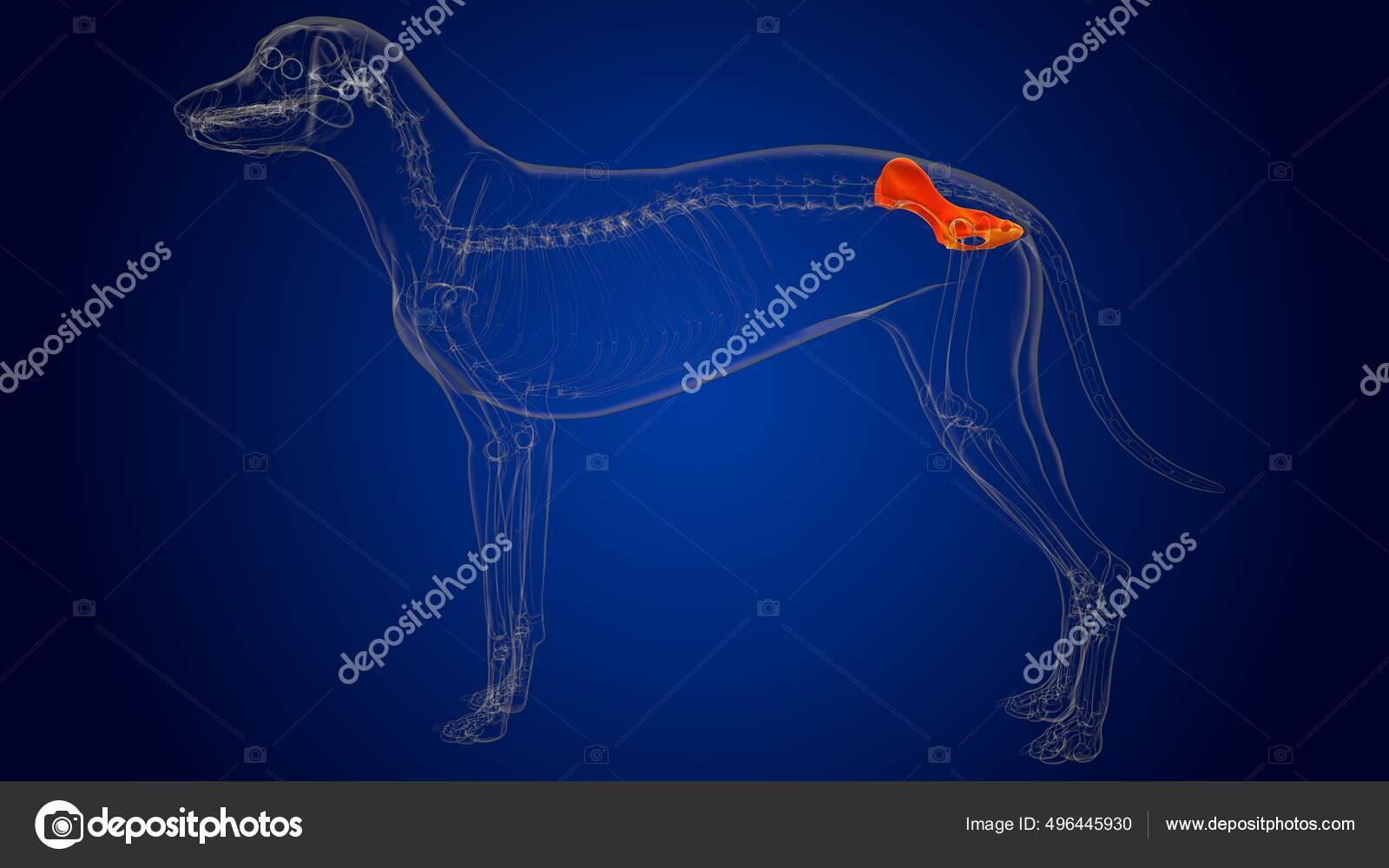 Pelvis Bones Dog Skeleton Anatomy Medical Concept Illustration Stock