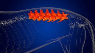 Tıbbi Konsept 3D Görüntü için Lumbar Omurga Köpek İskeleti Anatomisi