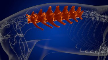 Tıbbi Konsept 3D Görüntü için Lumbar Omurga Köpek İskeleti Anatomisi