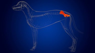 Pelvis Bones Dog skeleton Anatomy For Medical Concept 3D Illustration clipart