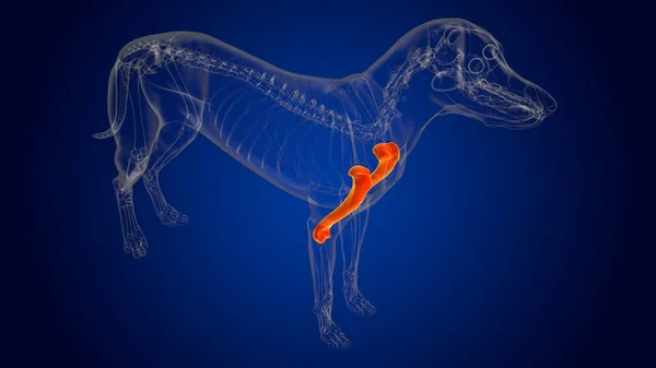 Humerus Bones Dog skeleton Anatomy For Medical Concept 3D Illustration