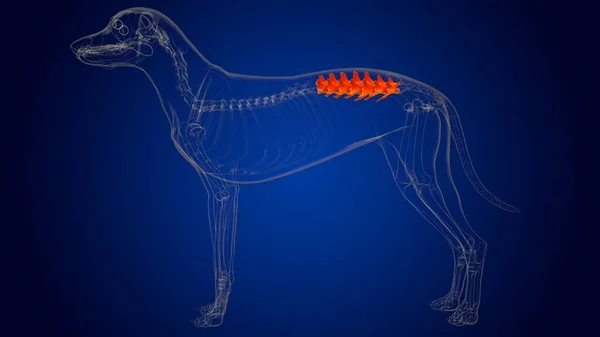 Anatomia Esqueleto Cão Dos Ossos Das Vértebras Lombares Para Ilustração — Fotografia de Stock