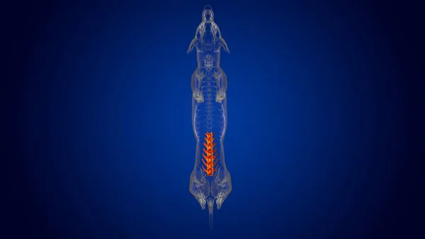 Lumbar Wervels Bones Hondenskelet Anatomie Voor Medisch Concept Illustratie — Stockfoto