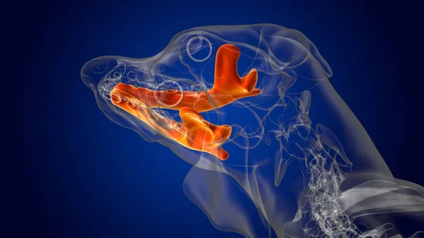Mandible Bones Dog skeleton Anatomy For Medical Concept 3D Illustration