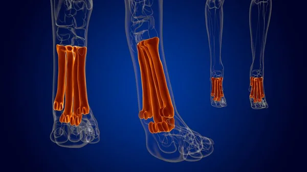 Metatarsal Bones Dog skeleton Anatomy For Medical Concept 3D Illustration