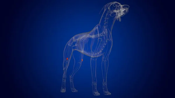 Anatomía Del Esqueleto Del Perro Los Huesos Rótula Para Ilustración — Foto de Stock