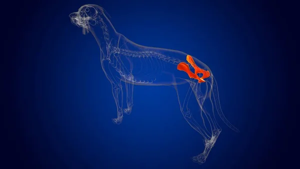 Pelvis Bones Dog skeleton Anatomy For Medical Concept 3D Illustration