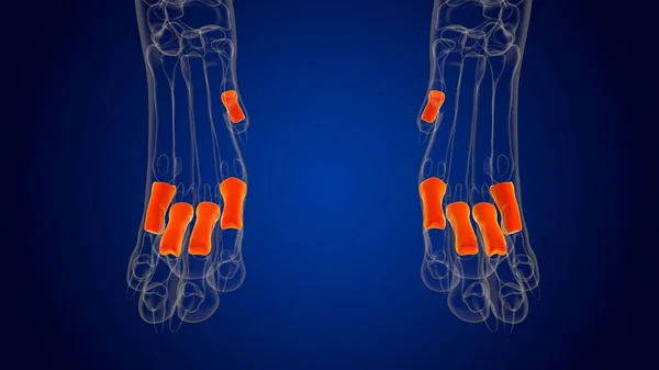 Proximal phalanx Bones Dog skeleton Anatomy For Medical Concept 3D Illustration