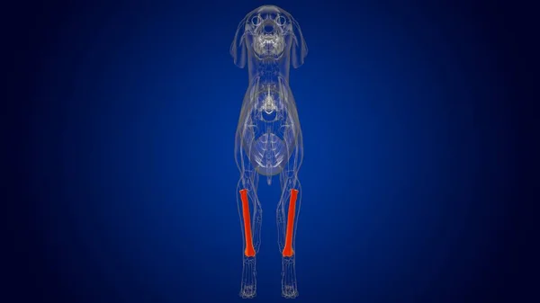 Radius Bones Dog skeleton Anatomy For Medical Concept 3D Illustration