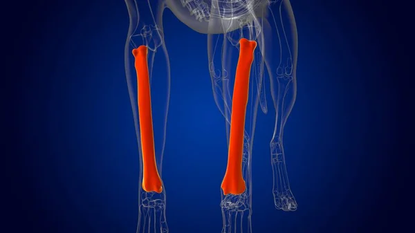 Radius Bones狗骨骼解剖用于医学概念3D图解 — 图库照片