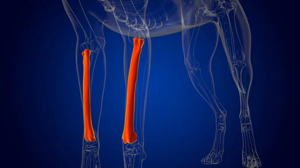 Radius Bones Dog Skeleton Anatomy Medical Concept Illustration — Stock Photo, Image