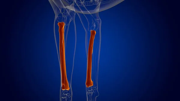 Radius Bones狗骨骼解剖用于医学概念3D图解 — 图库照片