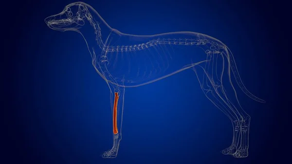 Anatomia Esqueleto Cão Dos Ossos Raio Para Ilustração Médica Conceito — Fotografia de Stock