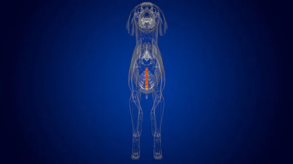 Sternum Bones狗骨骼解剖用于医学概念3D图解 — 图库照片