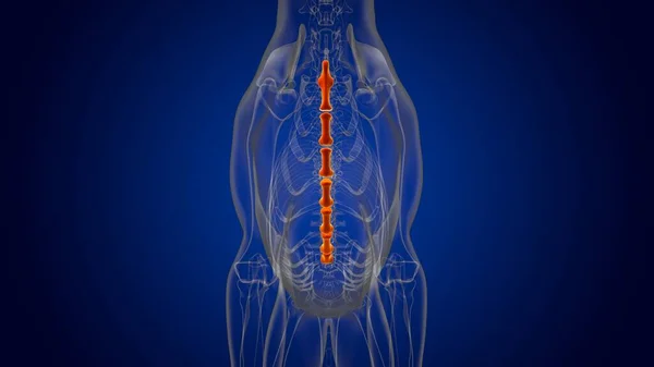 Sternum Bones Dog skeleton Anatomy For Medical Concept 3D Illustration