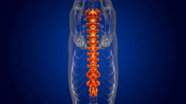 Thoracic Vertebrae Bones Skeleton Anatomy Medical Concept Illustration — 스톡 사진