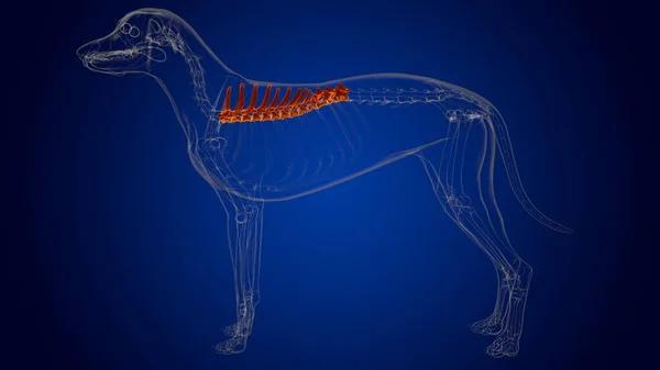 Thoracic Vertebrae Bones Dog skeleton Anatomy For Medical Concept 3D Illustration