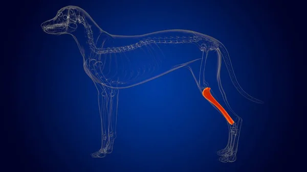 Tibia Bones Dog İskelet Anatomisi Tıbbi Konsept 3 boyutlu Görüntü