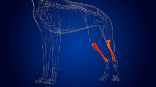 Tibia Bones Dog skeleton Anatomy For Medical Concept 3D Illustration