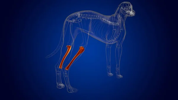 Tibia Bones Dog skeleton Anatomy For Medical Concept 3D Illustration