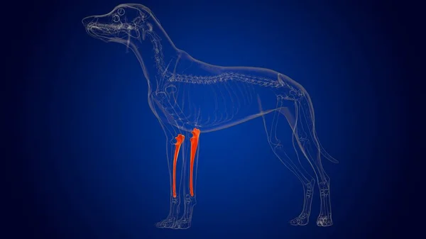 Ulna Bones Dog skeleton Anatomy For Medical Concept 3D Illustration