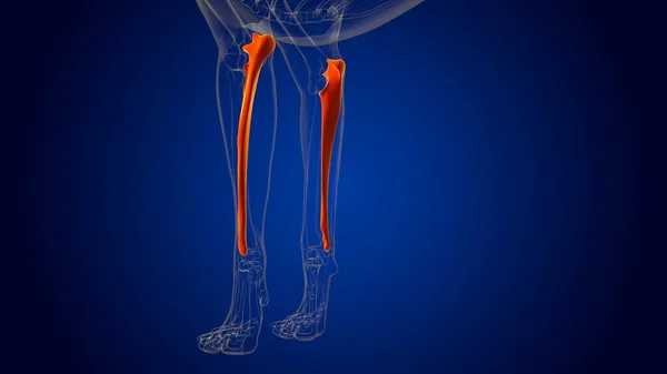 Ulna Bones Dog skeleton Anatomy For Medical Concept 3D Illustration