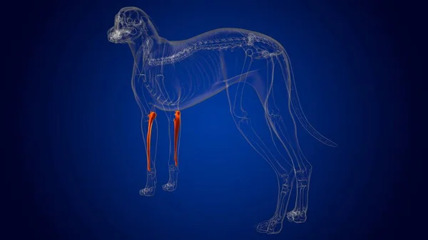 Ulna Bones Dog skeleton Anatomy For Medical Concept 3D Illustration