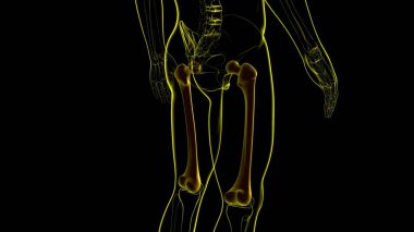 İnsan iskeleti anatomisi uyluk kemiği 3D Tıbbi Kavram Hazırlama
