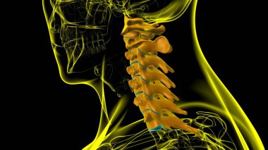 İnsan İskeleti Omurgası Servikal Omurga Anatomisi 3D İllüstrasyon