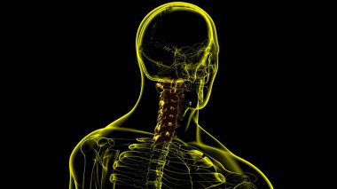 İnsan İskeleti Omurgası Servikal Omurga Anatomisi 3D İllüstrasyon