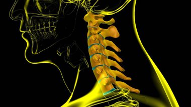İnsan İskeleti Omurgası Servikal Omurga Anatomisi 3D İllüstrasyon