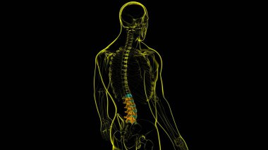İnsan İskeleti Omurgası Bel Bel Omurgası Anatomi 3D Görüntü
